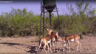 Ranchos en Venta Tierra de Venados [upl. by Nettirb]