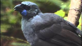 New Zealand Birds  Endangered and Extinct PART 1 [upl. by Tlevesoor978]