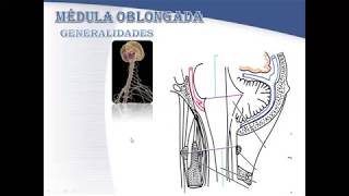 Médula oblongada parte 1  Dr Carlos Gonzales [upl. by Grindle]