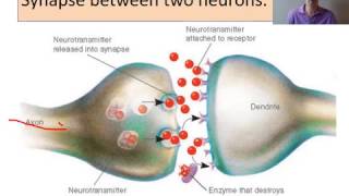 biopsychology Neurons and synaptic transmission [upl. by Yatnwahs]