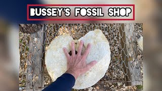 Bussys Fossil Shop  Giant Ammonites in Glen Rose Texas [upl. by Marline]