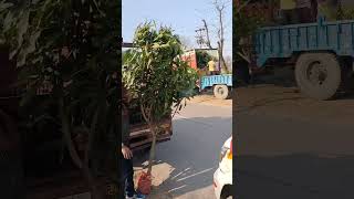 PARTHENOCARPIC MANGO VARIETY  AMARPALI MANGO 🥭🥭 trendingvideo viral [upl. by Dennie]