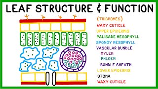 Leaf Structure and Function [upl. by Wang]