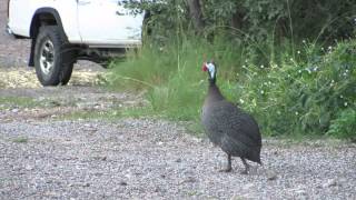 Helmeted Guineafowl Sound [upl. by Pollyanna]