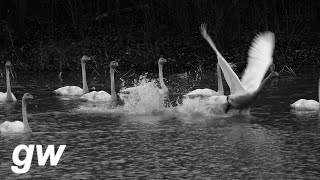 b40121 큰고니 비상 Whooper swan emergency [upl. by Harmaning]