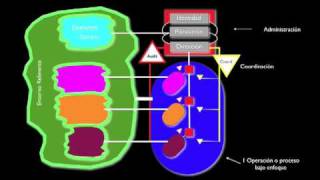 Modelo de Sistema Viable [upl. by Tanberg749]