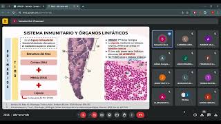 REPASO  HISTOLOGÍA  ÓRGANOS LINFOIDES [upl. by Nytsirk]