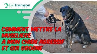 Nantes Comment mettre la muselière à mon chien agressif et qui grogne [upl. by Ardnauq]