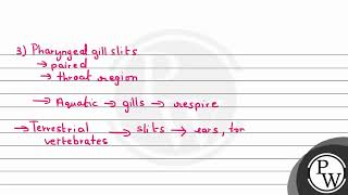 Select the correct statements with reference to chordates APresence of a middorsal solid and [upl. by Nauqaj]