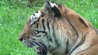 The Bronx Zoo  August 3rd 2013  Tiger Mountain  Tiger Closeups [upl. by Paresh]