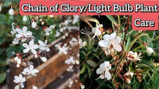 Chain of gloryClerodendrum schmidtiiLight bulb plant care How to grow amp care chain of glory plant [upl. by Allehcram]