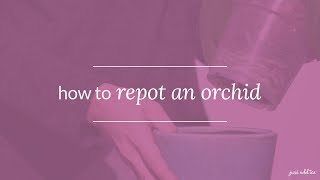 Orchid Care How To Repot an Orchid and Keep it Thriving [upl. by Nahsed]