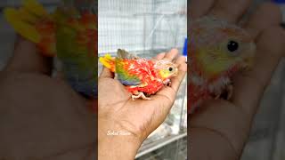 Turquoisine Birds parrot birds [upl. by Atinra]