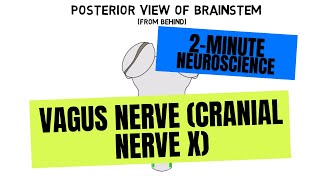 2Minute Neuroscience Vagus Nerve Cranial Nerve X [upl. by Eus]