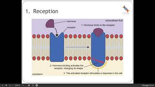 4b 4c Hydrophobic and Hydrophilic cell signalling [upl. by Liatnahs]