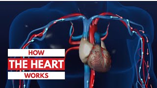 How the heart works l 3D Tour of the heart [upl. by Caundra]