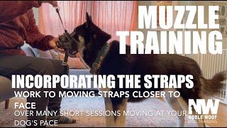 Muzzle Training Incorporating the straps [upl. by Anoirb]