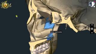 Nasale Lacrimale Vomere Palatino Zigomatico [upl. by Hogue829]