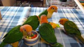 Baby caiques and Conure play time [upl. by Blount]