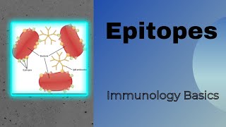 Epitopes  Antigenic determinant  Genesis Academy Epitopes [upl. by Rice]