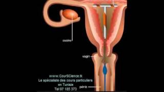 les methodes de contraception [upl. by Rasec]