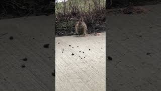 Cottontails Love Bird Seed [upl. by Jessy]