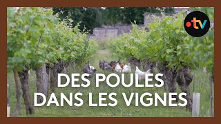 Des poules qui nettoient les vignes [upl. by Greysun]