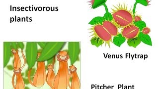 Science  Nutrition in plants  English [upl. by Nitaj]