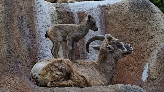 Bighorn Sheep Lamb Jumping On Mom [upl. by Lidda]