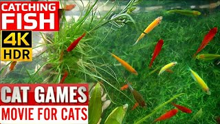 CAT GAMES FISH  Catching Goldfish Fish Video for Cats to Watch [upl. by Enyledam]