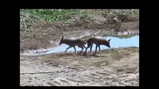 Mating Coyotes Become Stuck Litterally Inseparable [upl. by Sam636]