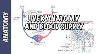 Liver Anatomy and Blood Supply [upl. by Nomla]