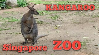 Kangaroo life in Singapore Zoo kangaroo singapore shortsvideo shortsyoutube travel [upl. by Nylrahc]