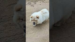 Water packet dog song music love bangaloredoglovers cute pets puppy petloversbanglore [upl. by Jacquenetta]