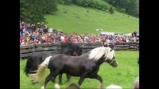 Hengstkämpfe vor Almauftrieb in Rauris 2011 [upl. by Ahsaei]