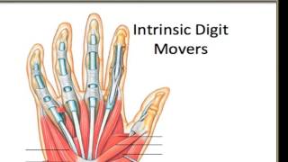 Finger Muscles  Intrinsic Digit Movers [upl. by Alehc632]