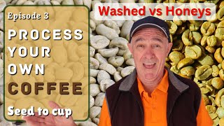 How to process coffee beans 3 [upl. by Holder709]