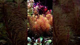 Rotala Wallichii rotala plantedaquariun httpsfilialaquaticsin [upl. by Nrubloc]