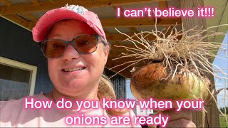 Secrets to Growing Giant Onions Revealed [upl. by Letrice645]