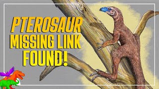 New Pterosaur Missing Link Found in Triassic Brazil  Venetoraptor [upl. by Lorianne899]