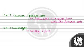 Goblet cells of alimentary canal are modified from [upl. by Solohcin]