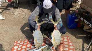 stradic 3000 fm vs golden trevally [upl. by Tova]