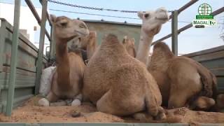 Contribution du Président de la République de la Mauritanie pour le Grand Magal de Touba 2016 [upl. by Grenier385]