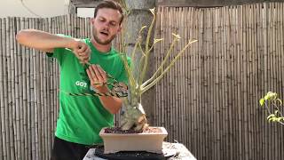 Desert Rose Adenium Bonsai Makeover  The Bonsai Supply [upl. by Ltney569]