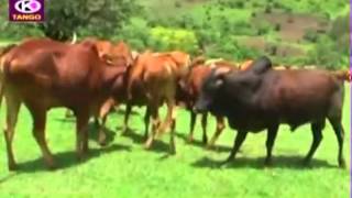 Fayyisaa Furii Gowwee Oromo Music [upl. by Novelia535]