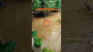 orang ini sudah ahli nya‼️berburu menyelam menangkap ikan di sungai yang keruh dengan tangan kosong [upl. by Adien339]