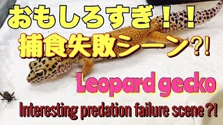 おもしろ動画 捕食失敗シーン‼︎leopard gecko [upl. by Melcher]