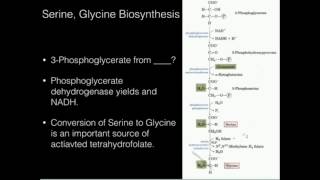 Serine Glycine Biosynthesis [upl. by Aierdna813]