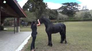 Caballo con OCD antes y después del TX con células madre Costa Rica [upl. by Shay]