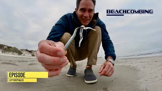 Beachcombing  Leptocephalus [upl. by Rusell]